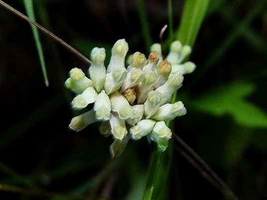 {Burmannia capitata}